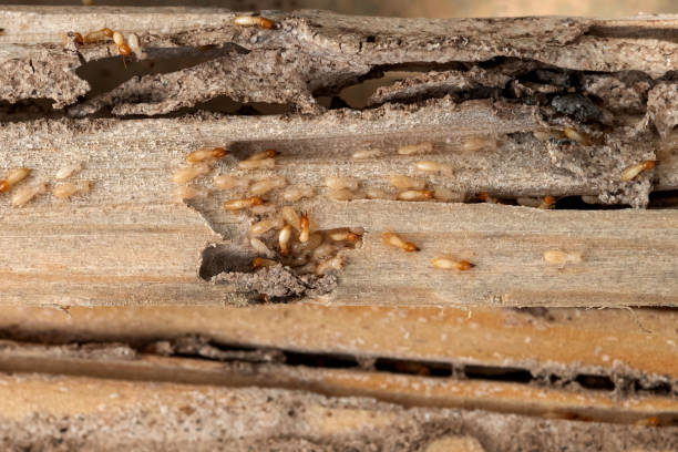 Best Local Pest Control Services  in Brushy, OK